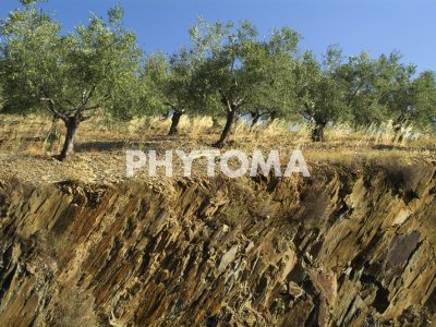 Olivar, olivo 